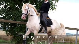 Anpiaffieren und halbe Tritte mit Lusitano Hengst Húngaro II Easy Dressage [upl. by Gilmour]