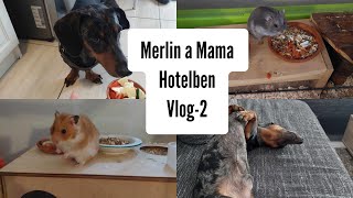 Merlin a Mama Hotelben Vlog2 🐶☀️🌴💦 merlinkalandok [upl. by Gudrin]