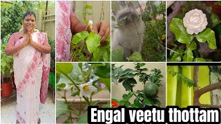 Engal veetu thottam  எங்கள் வீட்டு தோட்டம்  Maadi thottam  terrace garden [upl. by Airot]