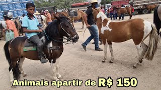 VISÃƒO GERAL DA FEIRA DE CAVALOS DE CARUARU PE ANIMAIS APARTIR DE R 150 18012022 [upl. by Lukey]