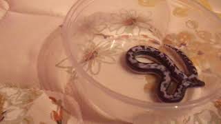 XYZ Reptiles Unboxing and Review Kenyan Sand Boa [upl. by Landy]