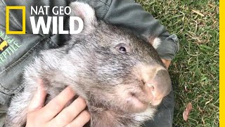 George the Wombat Begins New Life in the Wild  Nat Geo Wild [upl. by Olcott]