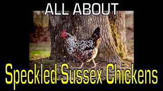 Speckled Sussex Chicken  Information [upl. by Drofnil833]