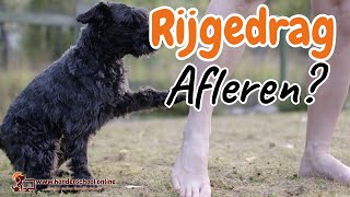 Rijgedrag pup  moet je rijgedrag hond corrigeren [upl. by Rehpetsirhc]