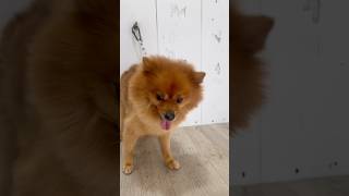 Small Dog Air Dry Grooming Style cute pets dog hairstyle grooming doglover lebanon [upl. by Siberson530]