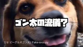 ゴン太の流儀？Gontas style 【エセ ビーグル犬 ゴン太Fakesnoopy GONTA】 [upl. by Goldi256]