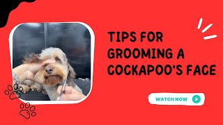 Easy Cockapoo Face Grooming Tips for a Fluffy Look ✂️✨ groominghacks [upl. by Mulac]