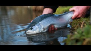 Fly Fishing for Trout Manningford Trout Fishery [upl. by Lindgren391]