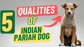 5 Qualities Of Indian Pariah Dog  75 Days 75 Breeds  75hardchallenge [upl. by Felizio]