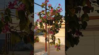 bauhinia flower plant in my terrasmahi sowji gardening and vlogs [upl. by Harol]