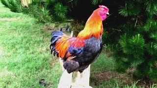 Rooster crowing louds in the morning nature alarm clock [upl. by Bledsoe]