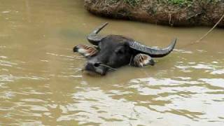 Bufalo de Agua no Delta do Mekong [upl. by Ecinreb]