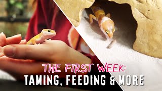 Owning A Tiny Baby Leopard Gecko  THE FIRST WEEK [upl. by Noseaj8]