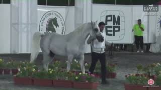 N 80 JAWHAR J Syrian National Championship 2024 Stallions 4 6 Years Old Class 9 [upl. by Leary303]