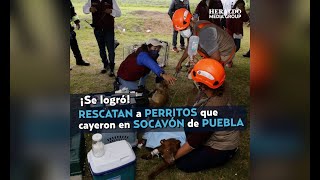 Así fue el RESCATE de los PERRITOS que CAYERON al SOCAVÓN de Puebla [upl. by Quin]