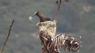 Aves de Chile  Picaflor gigante  Patagona gigas  Pingara [upl. by Nyleahcim]