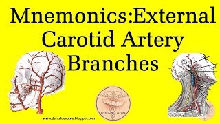 MNEMONICS  External Carotid Artery Branches [upl. by Leiso]