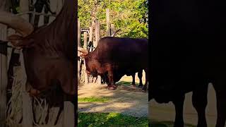 Watusi Cattles of Planckendael ZOO Mechelen Belgium Please subscribe thanks😀planckendaelzoo [upl. by Acquah]