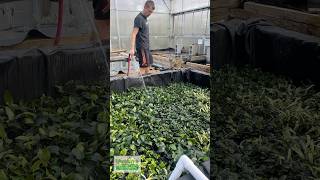 Anubias 💦Sprayed Off [upl. by Weiler88]