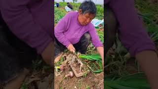 Garlic stem cutting process [upl. by Synn]