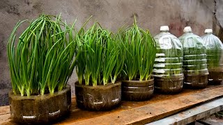 FULLTIME Useful Tips amp Tricks Propagating Growing Garlic on Balconies at Home for Beginners [upl. by Pengelly]