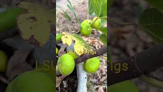 LSU Gold figs ripening late October garden figs [upl. by Channa]