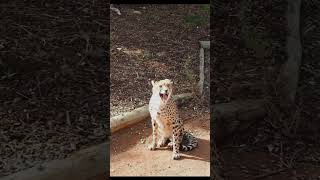 🦁quotA visit to Monarto Safari Park Adelaidequot🐯 [upl. by Pier487]