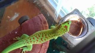 Giant Day Gecko quotTalkingquot [upl. by Ardnusal725]