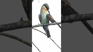 Blue Tailed Bee Eater beeeater birdwatching birding malaysia [upl. by Nylsej113]