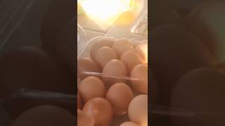 Egg Shortage in Australia 🥚😱 shortvideos australia egg [upl. by Bourn]