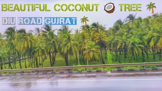 BEUTIFUL ROAD VIEW IN DIU ROAD GUJRAT 🌴 COCONUT 🥥 TREE 🌴 Beutifulroadview gujrat div [upl. by Iniretake]