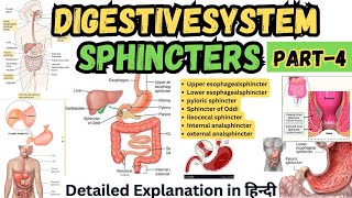 Sphincters in Digestive System  Digestive Tract Anatomy and Physiology [upl. by Eyma]