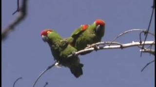 Thickbilled Parrots in Chihuahua Mexico [upl. by Silloh]