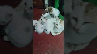 🥰Cat and her three children cuteanimal cutecatandpuppyworld cuteanimal cute catbreed [upl. by Hughie339]