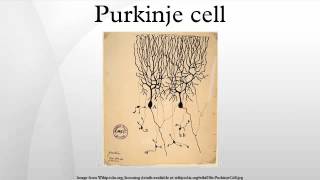 Purkinje cell [upl. by Lotus]