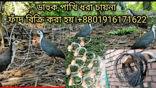 waterhen dahuk Bird trap huntingkora pakhir faddahuk pakhir ringtonehash dhora china janggi fad [upl. by Keriann548]