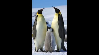 Parker Forman Thesis Defense Factors Influencing Atsea Behavior of Breeding Emperor Penguins [upl. by Nolyat366]