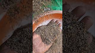 Kodo kutki harvesting threshar agriculture farming viralvideo [upl. by Bill]