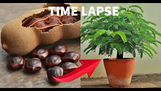 TAMARIND TREE  Time Lapse [upl. by Anibor]