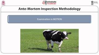 Antemortem handling amp inspection of meat animals [upl. by Seyler171]