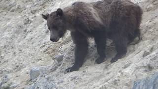 MOUNTAIN GOAT GRIZZLY BEAR ENCOUNTER IN CANADIAN ROCKIES [upl. by Assillem]