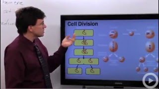 Cell Division [upl. by Tollmann]