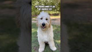 You Want To See My Favorite Toy dog goldendoodle pets puppy [upl. by Courtland]