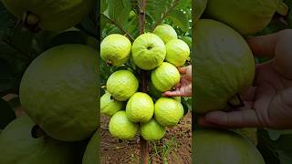 🌿Grow Guava Tree Faster with These Simple Tips guava fruittree [upl. by Sadoff]