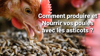 Comment Produire et nourrir vos poules avec les asticots [upl. by Anirat]