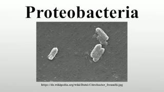 Proteobacteria [upl. by Gainor741]