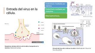 El virus de la rabia [upl. by Cacie]