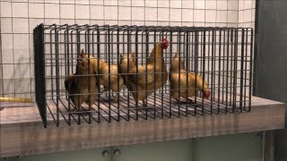 Mutated bird flu strain can transmit between mammals says controversial paper [upl. by Eislehc780]