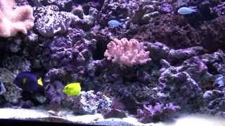 Faisal Saltwater aquarium [upl. by Eelloh]