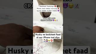 Toofani HUSKY ne phaadi BEDSHEET 😈👹😱😭 funnyhusky doglovers ytshorts [upl. by Namolos]